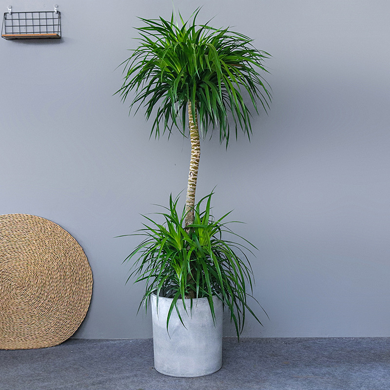 龙须树造型大型绿植多头龙血树室内客厅大型盆栽吸收甲醛净化空气