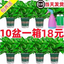 绿萝盆栽室内植物家用新房吸除甲醛水培花卉绿植长藤垂吊大叶绿萝