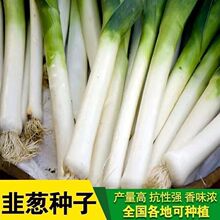 花旗韭葱种籽洋大蒜苗扁叶葱宽叶大葱海蒜春秋四季播阳台蔬菜种子