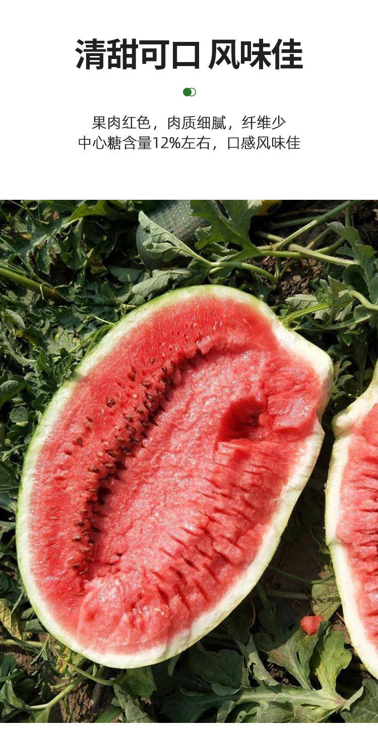 超甜西农八号西瓜种子高产四季播懒汉甜王西瓜超甜早熟巨大西瓜籽