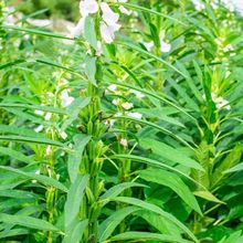 春播黑芝麻种子优质黑芝麻种子早熟传统食用两用高油乌黑芝麻种籽