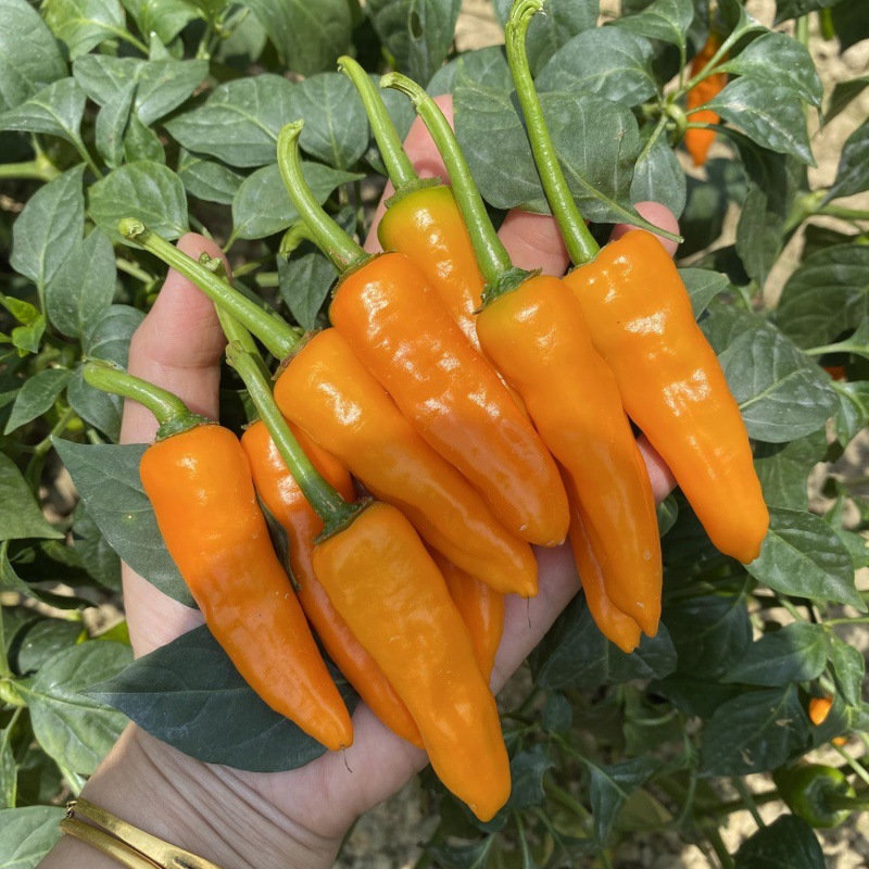 福建黄椒农家辣泡椒特产香辣黄新鲜农家自种尖椒剁椒7天内发货