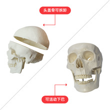 FRT019 头骨模型骨科教学模具医学院教学用1:1成人大小头颅骨标本