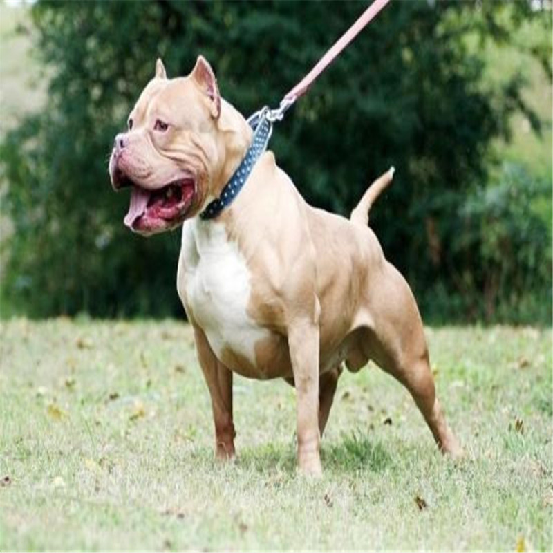 出售比特狗活体幼犬斗狗黄色咖啡色颜色齐全大头版大骨架犬大疫苗