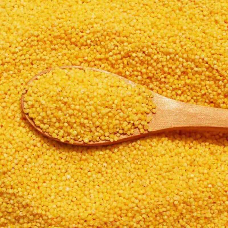 黄小米农家小米粥月子米散装500g批发米脂小米五谷杂粮一件代发