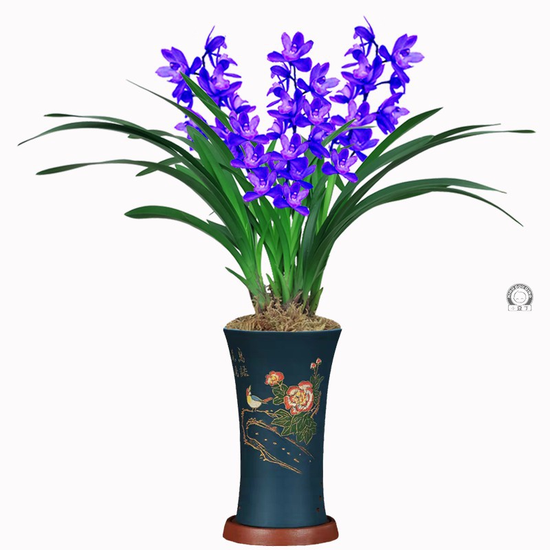 有香味的兰花苗 建兰蓝宝石 夏带花苞出售浓香花卉好养兰花盆栽.