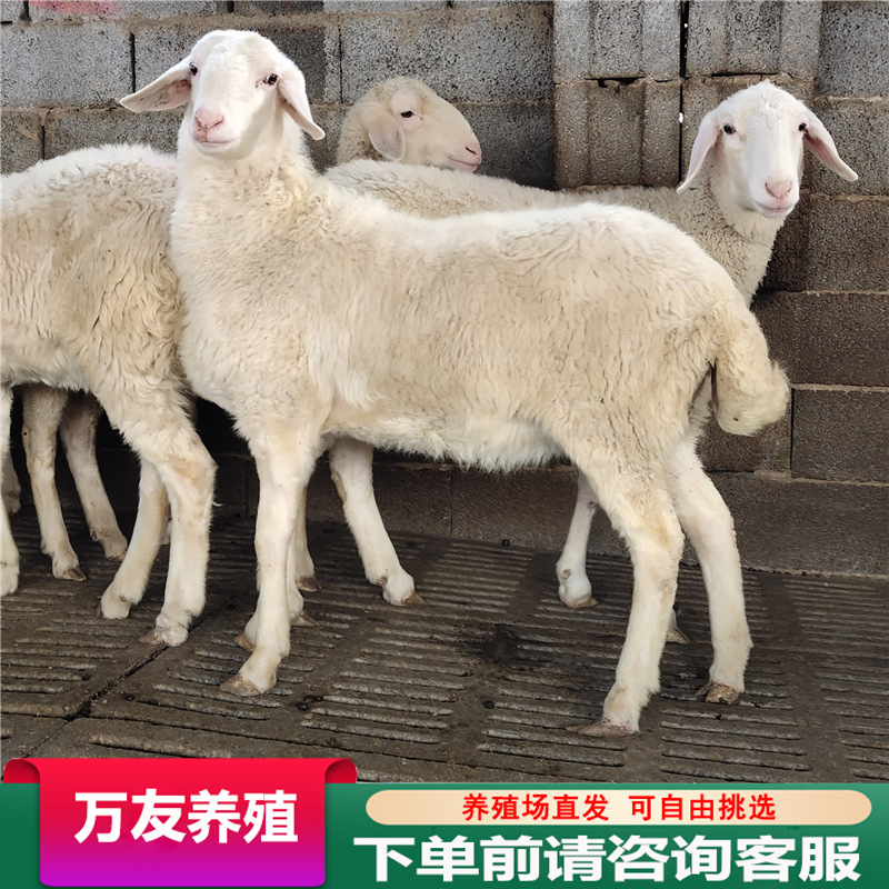出售小尾寒羊种羊纯种小尾寒羊种羊价格繁殖大母羊种公羊活体羊苗