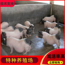 纯种巴马香猪成年母猪小猪仔崽宠物猪观赏黑背猪藏香猪养殖
