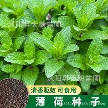 基地批发薄荷种子 留兰香薄荷四季阳台驱蚊花种品种齐全量大从优