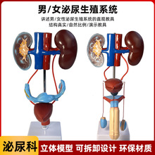 女性生殖模器模型生殖系统肾脏解剖输尿管立体结构实验室仪器教具