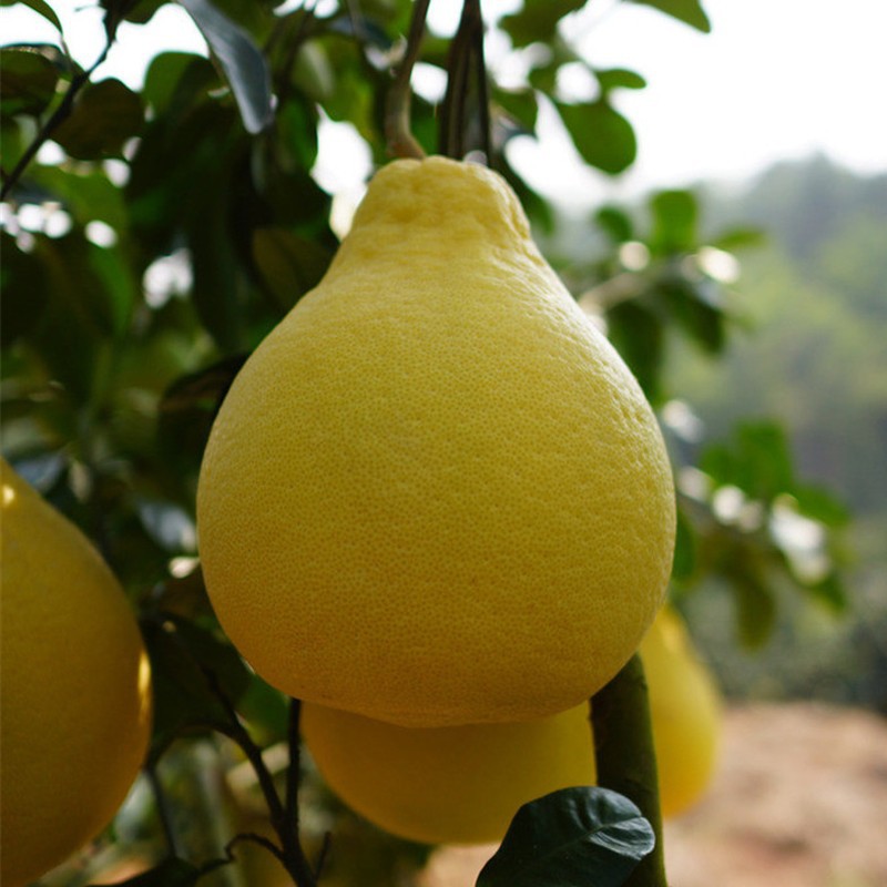 梅州沙田 柚子梅县金柚新鲜水果客家特产蜜柚红心梅州客家特产