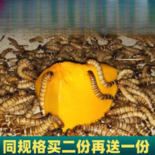 大麦虫活虫黄粉虫蜥蜴守宫蜘蛛龟龙鱼仓鼠刺猬八哥鸟面包活虫
