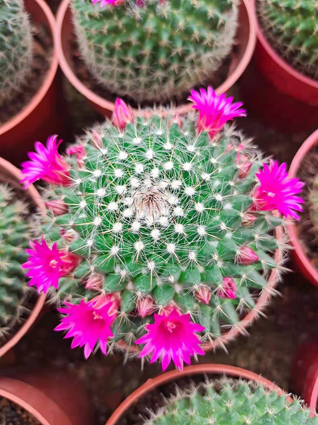 会开花仙人球