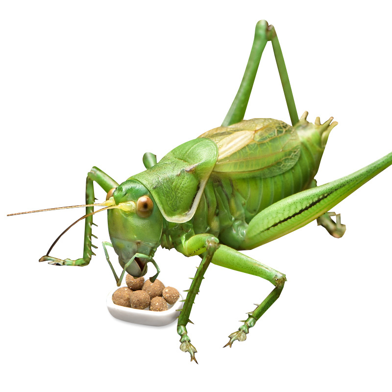 蝈蝈过冬罐食饲料粮食油葫芦食物粮冬活竹蛉鸣虫蟋蟀