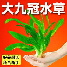 皇冠水草迷你九冠大叶绿九冠阴性水草淡水培植物懒人鱼缸造景真草