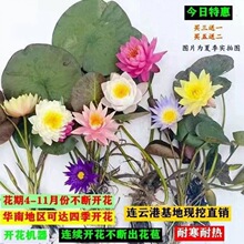 浓香耐寒睡莲花池塘水池室内水培植物水生荷花睡莲花苗带花苞