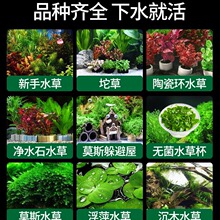 植物鱼缸水草造景全套餐蜈蚣草装饰阴性水榕莫斯懒人真草