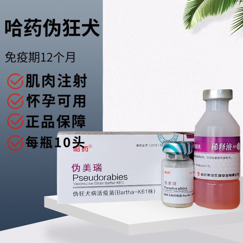 哈药猪伪狂犬病活疫苗小猪疫苗 k61 滴鼻用猪疫苗猪药1合价包邮