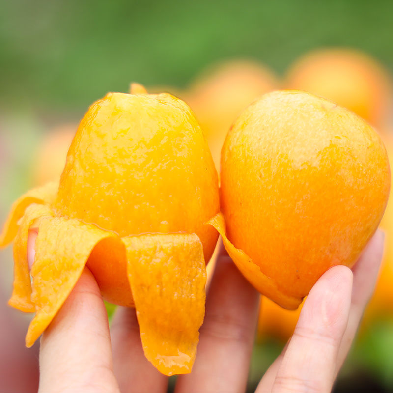 云南特产高山新鲜枇杷孕妇水果 1-3斤应季水果当季现摘包邮