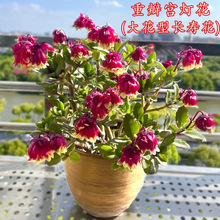 重瓣宫灯花长寿花盆栽大花卉绿植室内新手好养花倒挂金钟四季开花