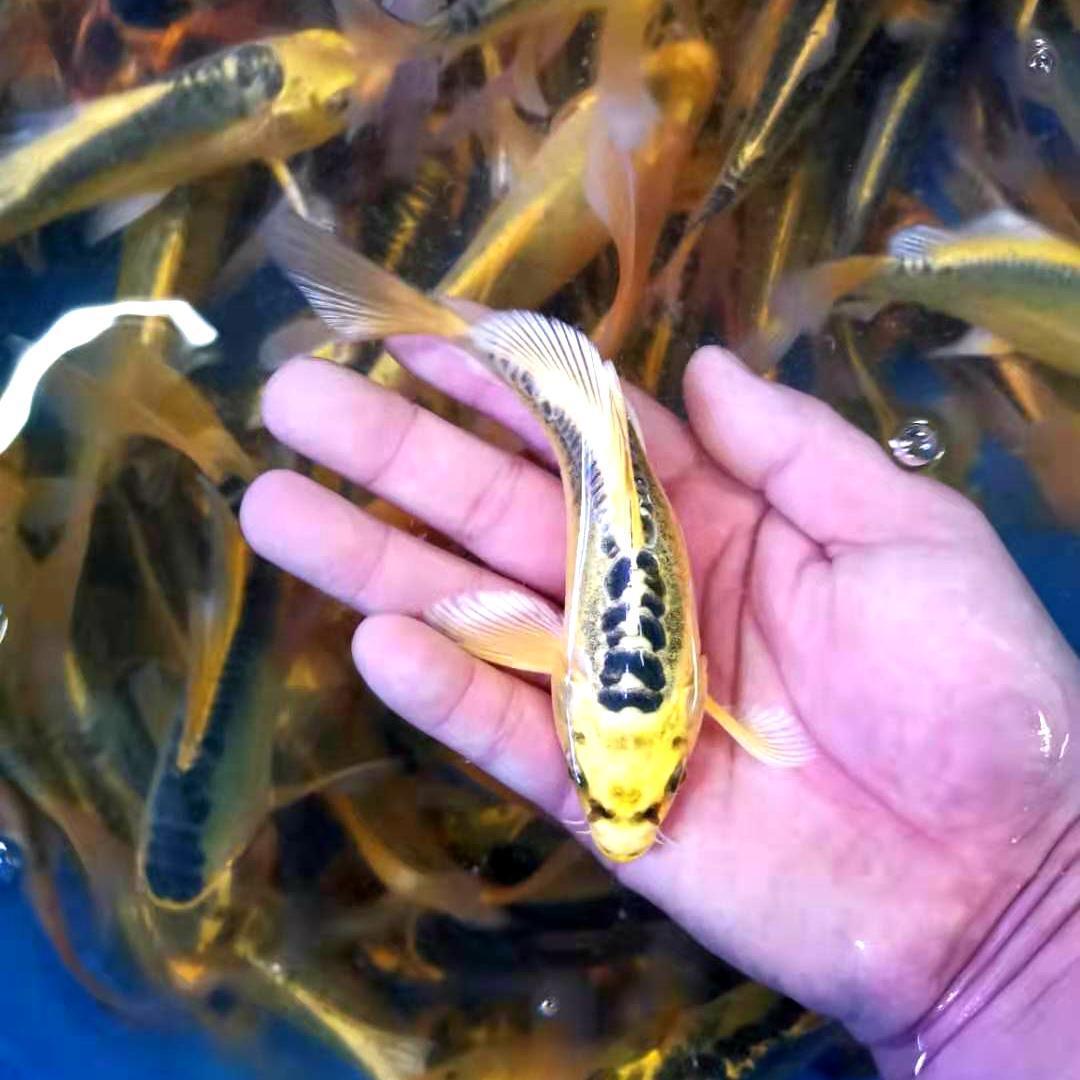 德国纯种金松叶龙凤锦鲤活体大型观赏冷水风水鱼苗精品包邮