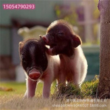 巴马香猪活体养殖场哪里有 一只小香猪幼崽多少钱 藏香猪肉多少钱