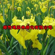 园林绿化苗木庭院植物花卉鸢尾花苗水生鸢尾苗黄花鸢尾苗黄菖蒲苗