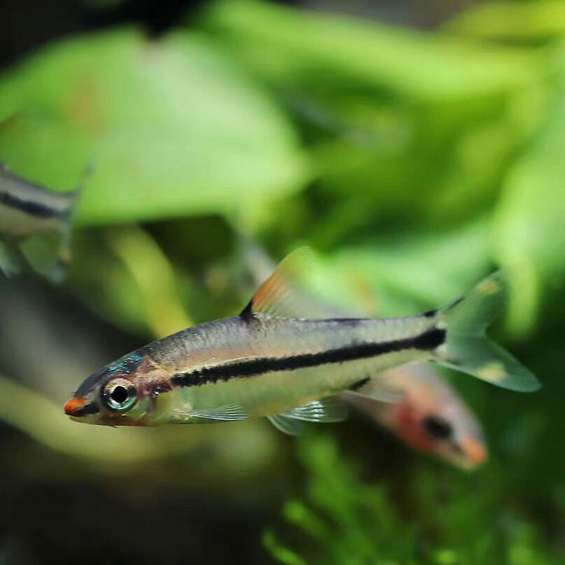 一眉道人鱼活体热带观赏鱼宠物鱼活体水族红眉道人草缸鱼缸群游鱼