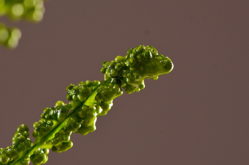 花知厂家直销仿真花假花花椒簕家居装饰客厅样板间摄影道具插花
