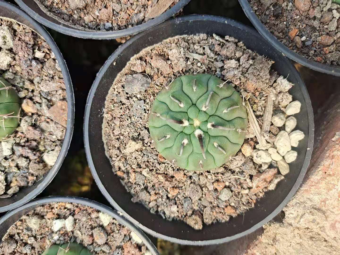 一本刺仙人球 实生根 裸萼球属 趴刺不扎手仙人球