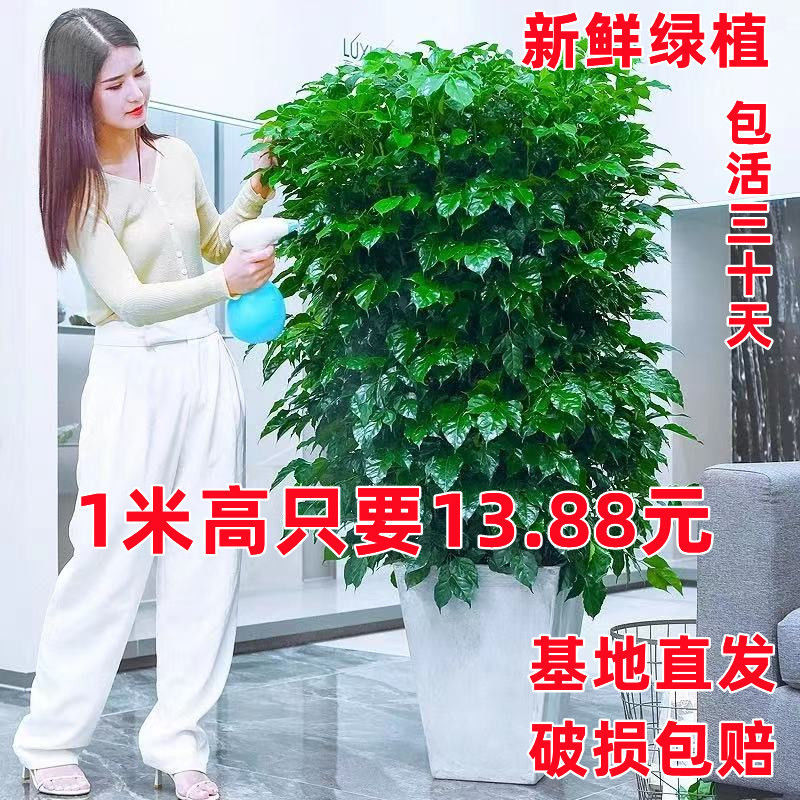 平安树幸福树盆栽大棵大号绿宝客厅绿植四季常青批发-阿里巴巴