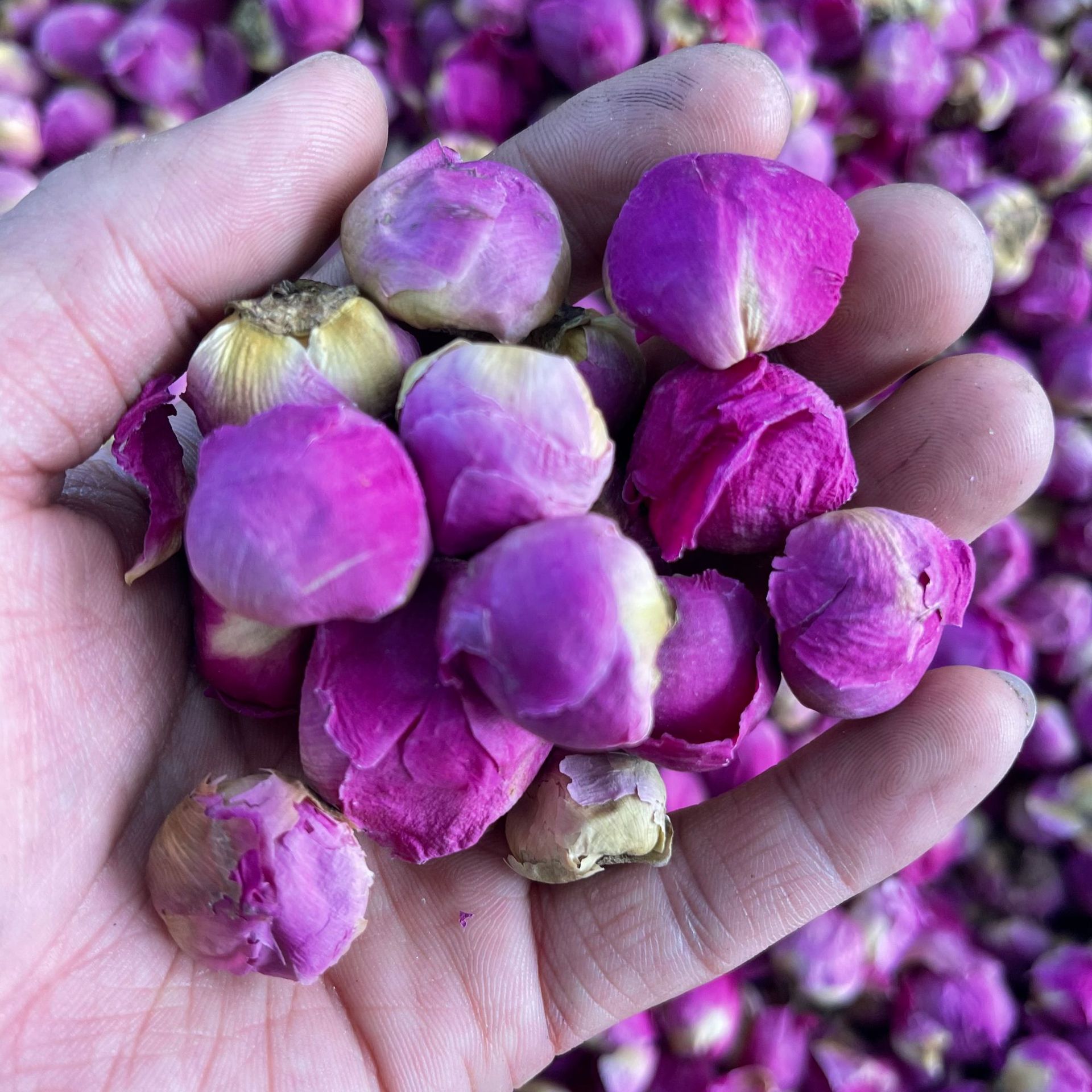 牡丹球花茶 花果茶散装 牡丹球 洛阳干 牡丹花球芍药花 芍花球