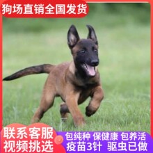 马犬幼犬纯种活体幼崽看家护院放牧牛羊宠物狗爆红小马犬活物出售