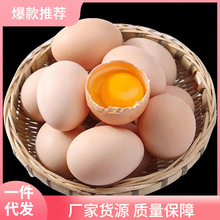 新鲜农家鸡蛋50g*10枚装农村散养谷物蛋柴草鸡蛋中国大陆全年常温