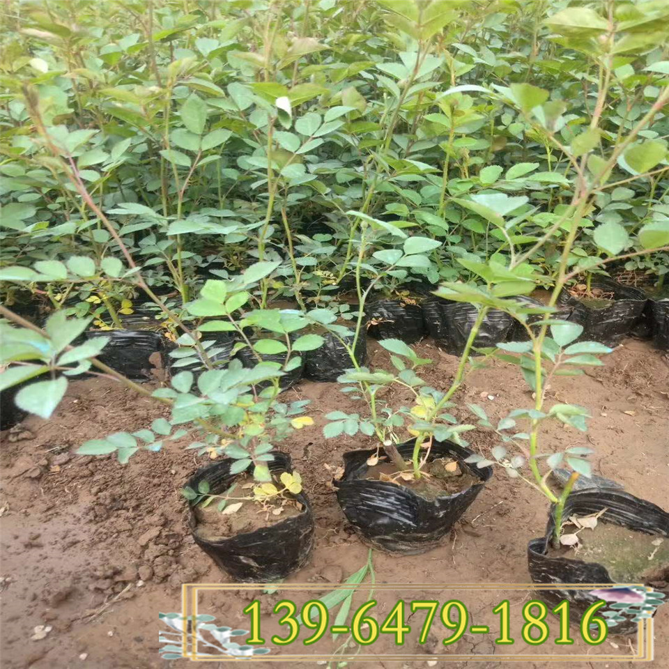 月季盆苗 小花粉色蔷薇月季苗 爬藤白色蔷薇花苗价格优惠批发