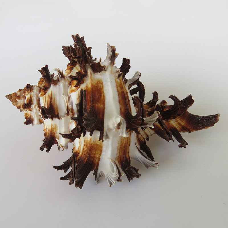 8-9cm黑骨千手螺收藏 千手海螺鱼缸装饰 自然海螺贝壳批发