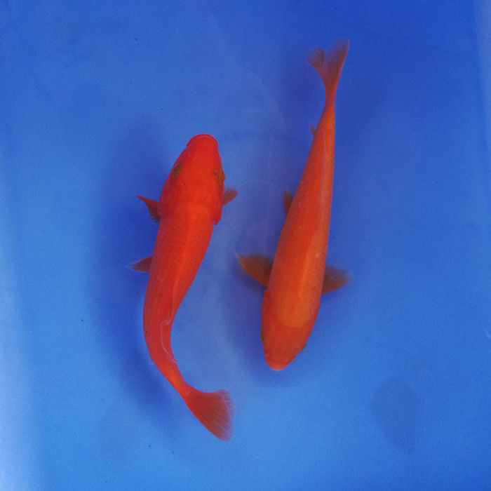 火鲤红鲤精品日本锦鲤观赏鱼 活体 冷水 招财 聚财 镇宅 风水