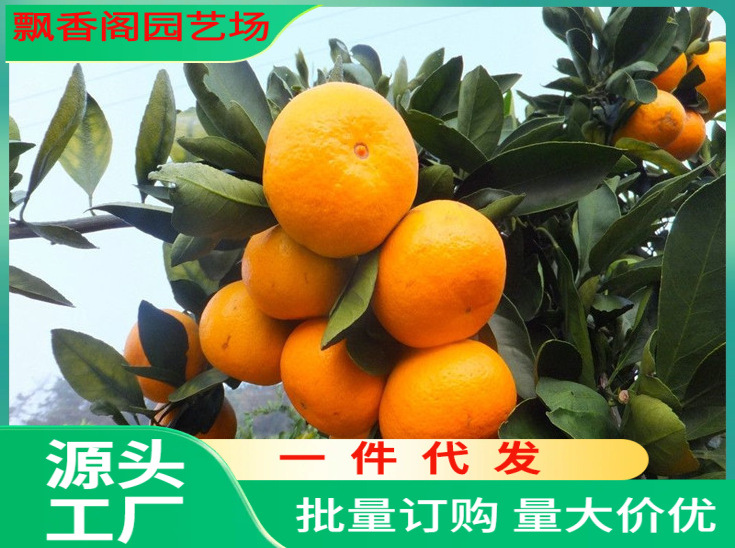 正宗皇帝柑树苗广西柑橘苗橘子苗脆皮金桔果苗贡柑南方水果桔子苗