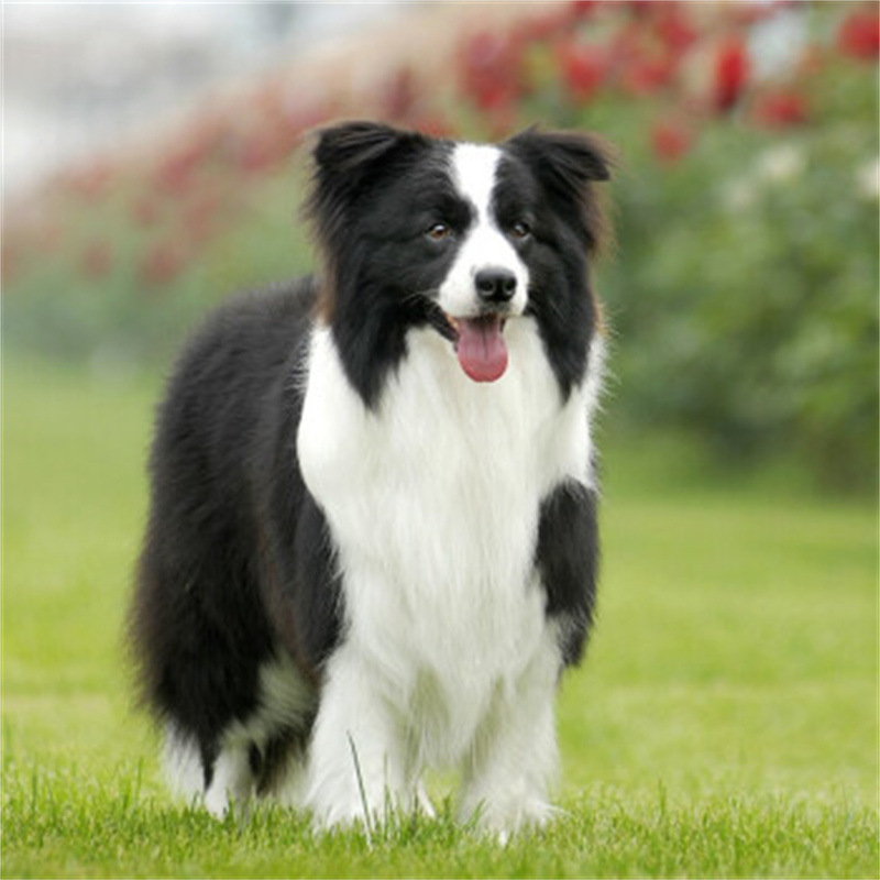 纯种边境牧羊犬幼犬活体黑白色陨石色金色边牧幼崽家养陪伴宠物狗