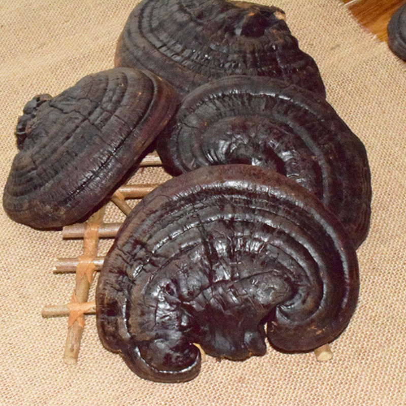 长白山灵芝长白山紫灵芝半野生灵芝片赤灵芝林芝切片