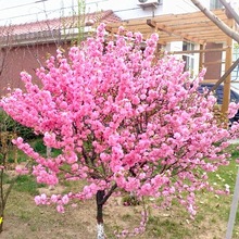 园林绿化苗木庭院观花植物梅花苗嫁接榆叶梅苗榆叶梅树苗风景包邮