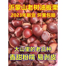 23年栗子生新鲜板栗野生小毛粟老树油栗粉糯香甜易脱皮沂蒙山批发