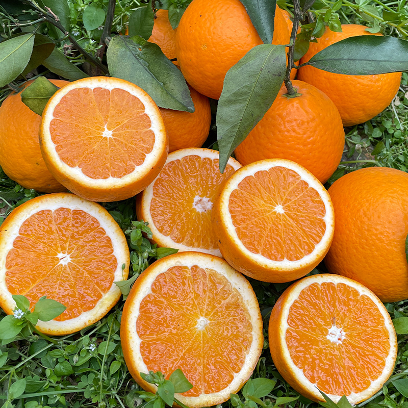 四川正宗青见果冻橙现摘现发38号孕妇当季新鲜水果爆甜多汁非爱媛