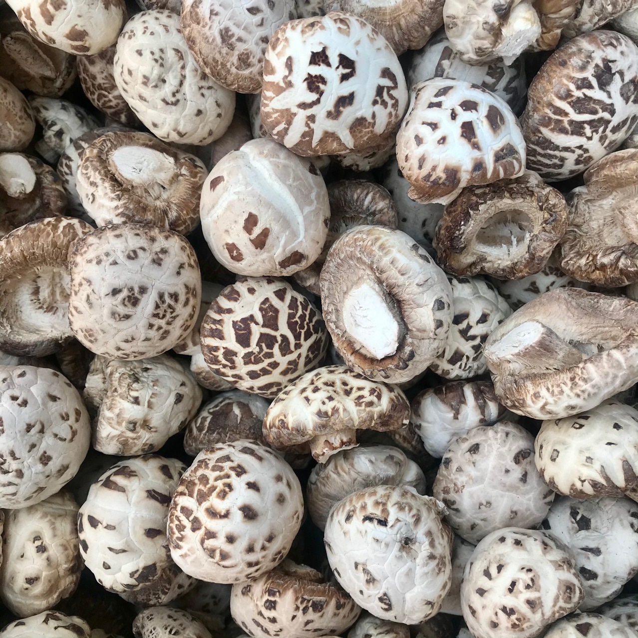 泌阳天白花菇干货剪脚剪脚干香菇冬菇肉厚蘑菇食用菌农产品批发