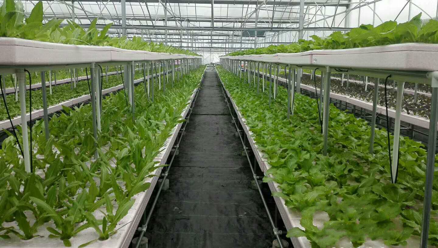 厂家批发水培栽培槽深液水培技术浅液水培技术水培新模式