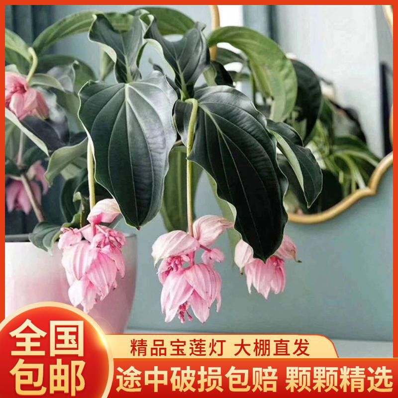 珍珠宝莲灯美丁花盆栽浅粉色室内高档四季常青花卉年宵花荷兰进口