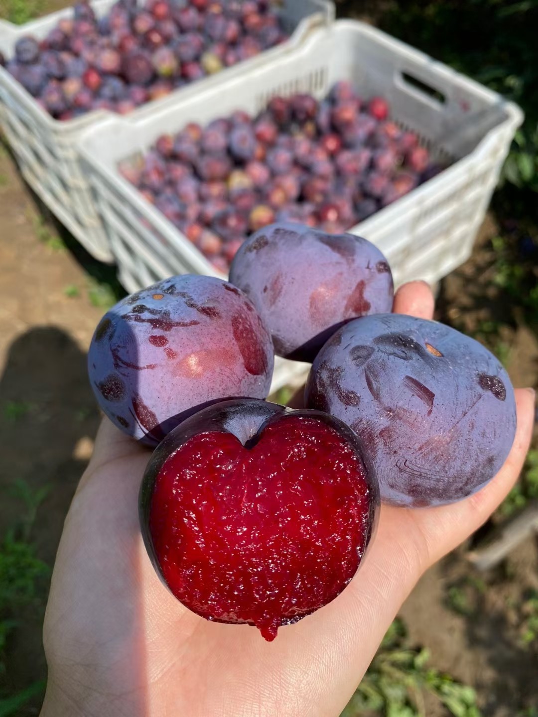 风味玫瑰红肉血李2斤5斤风味玫瑰李子一件代发