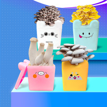 蘑菇菌包种植桶装平菇卡通菌棒可食用亲子儿童益智玩具家庭盆栽