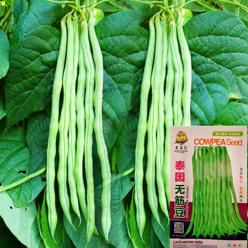 泰国无筋豆种子架豆王荚长肉厚四季豆蔬菜种子阳台庭院盆栽庭园艺