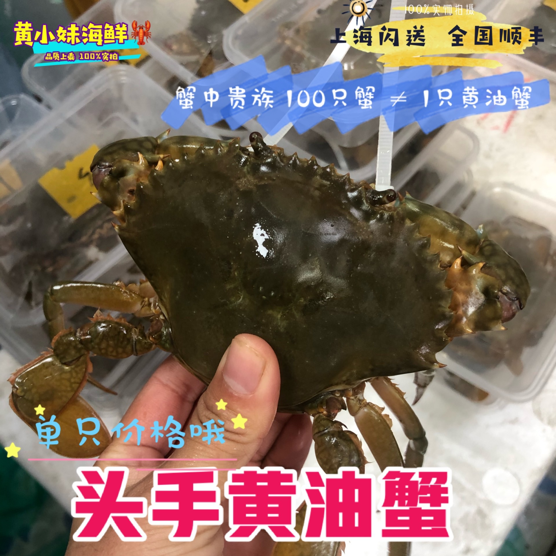 鲜活发货 正宗台山 头手黄油蟹满膏满油母螃蟹当季海鲜水产一只价